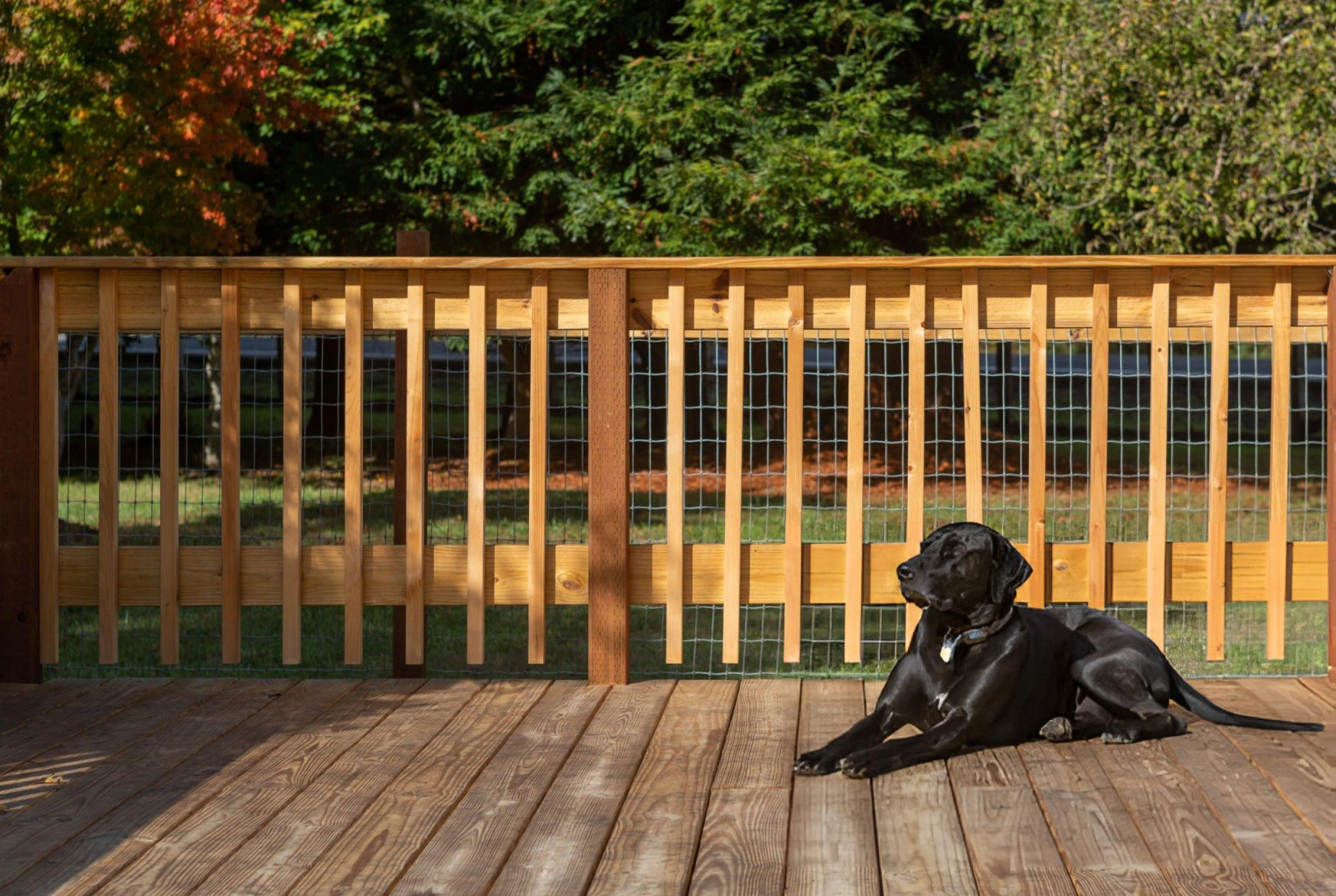 Dog Fencing