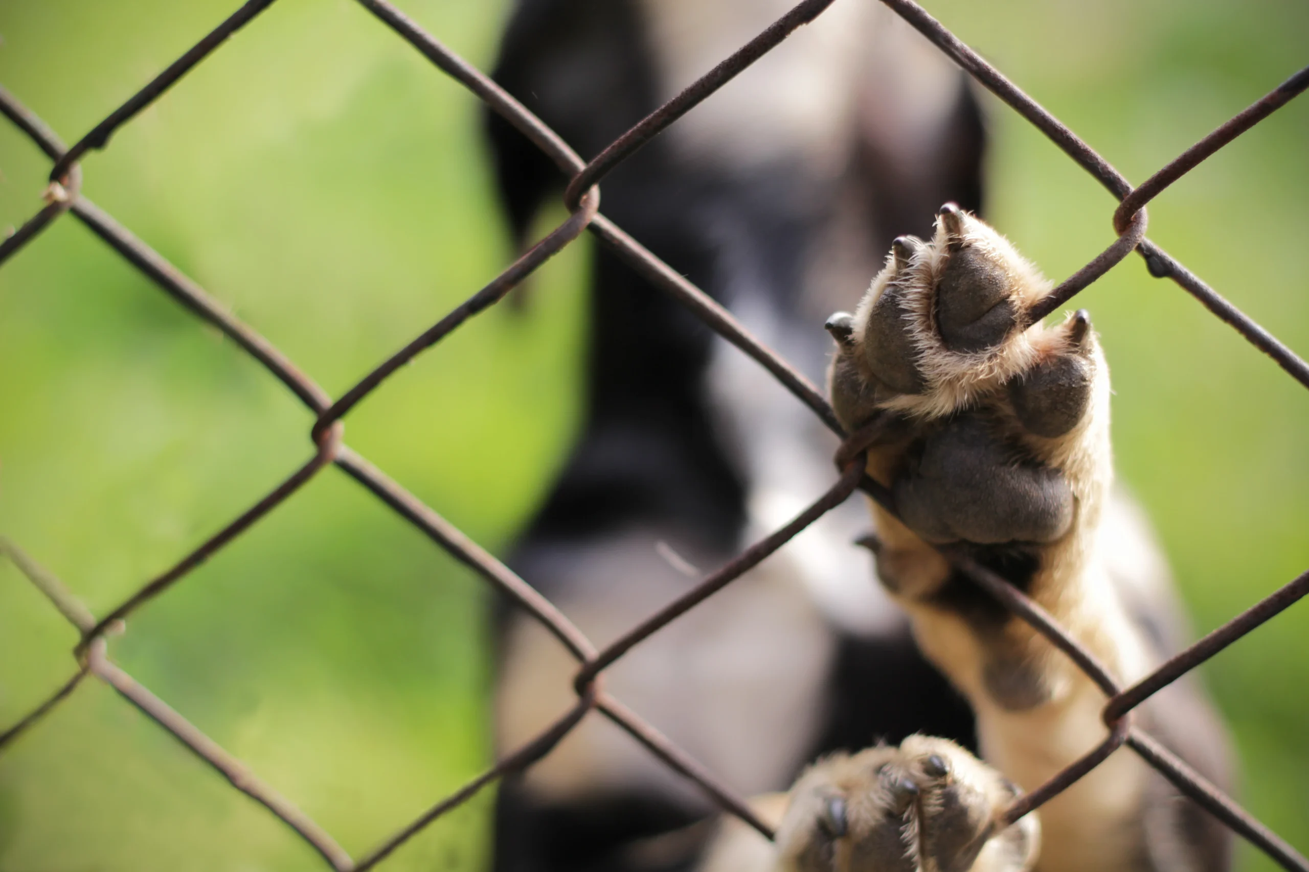 Dog Fencing