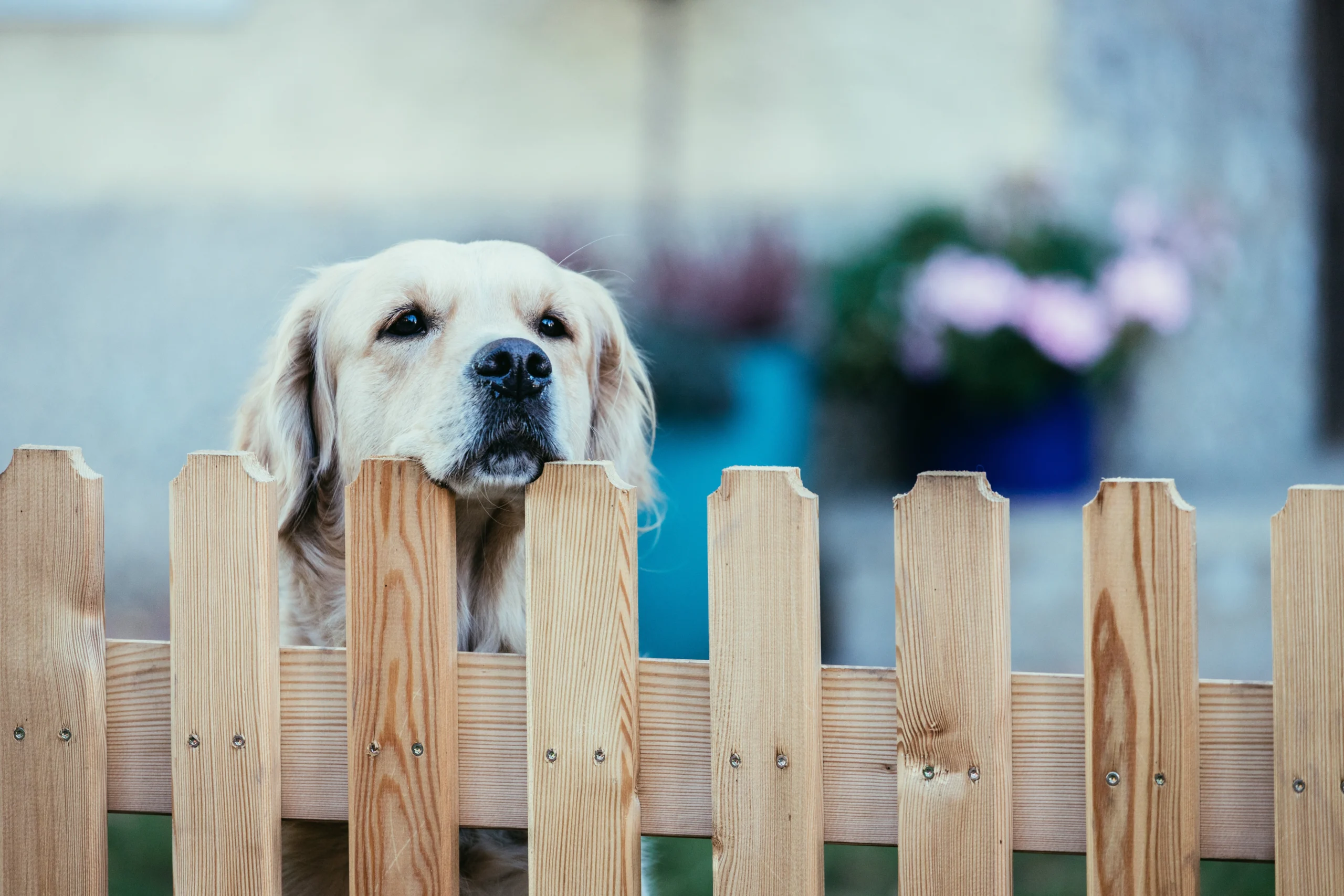 Dog Fencing