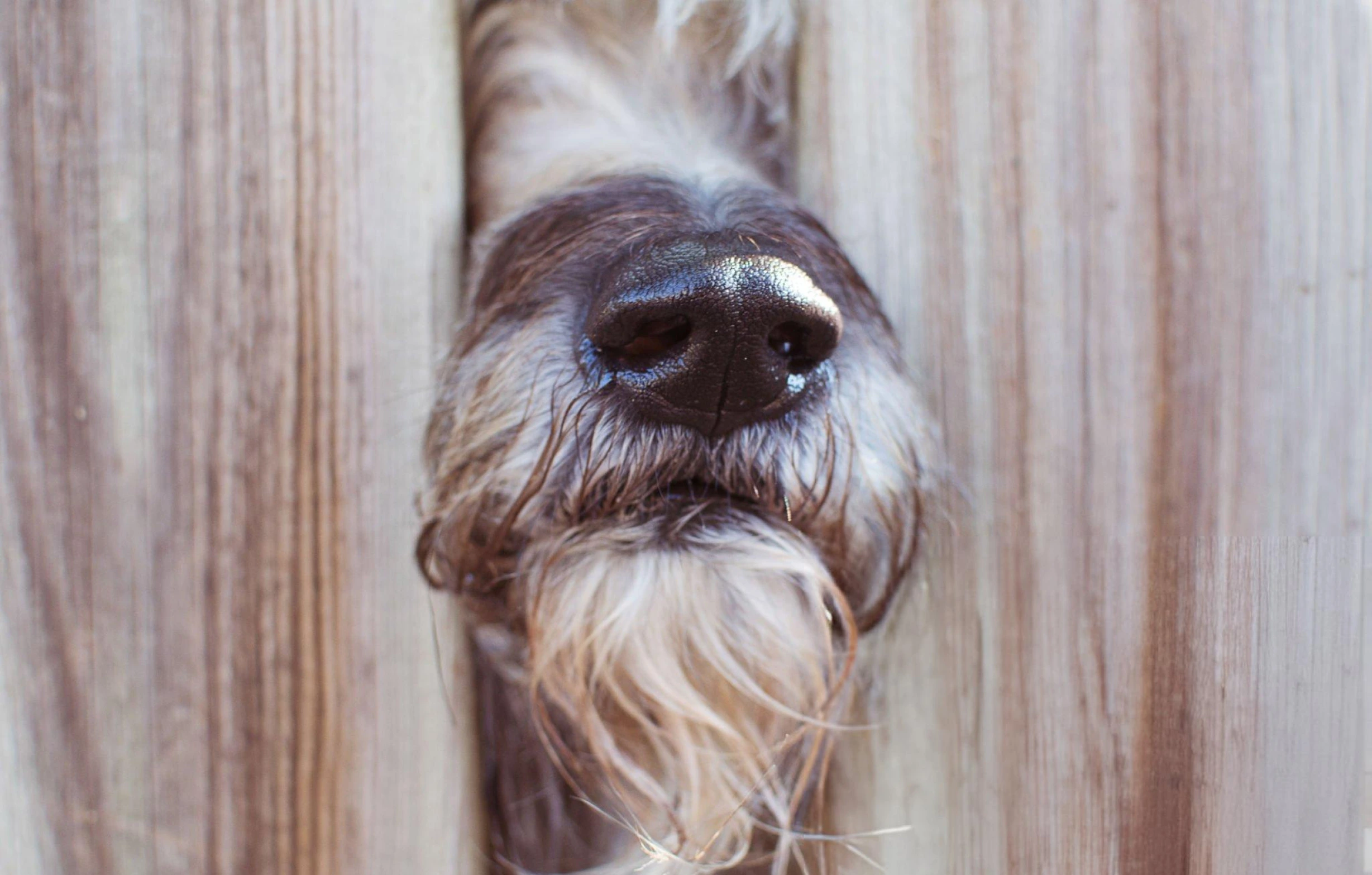 Dog Fencing