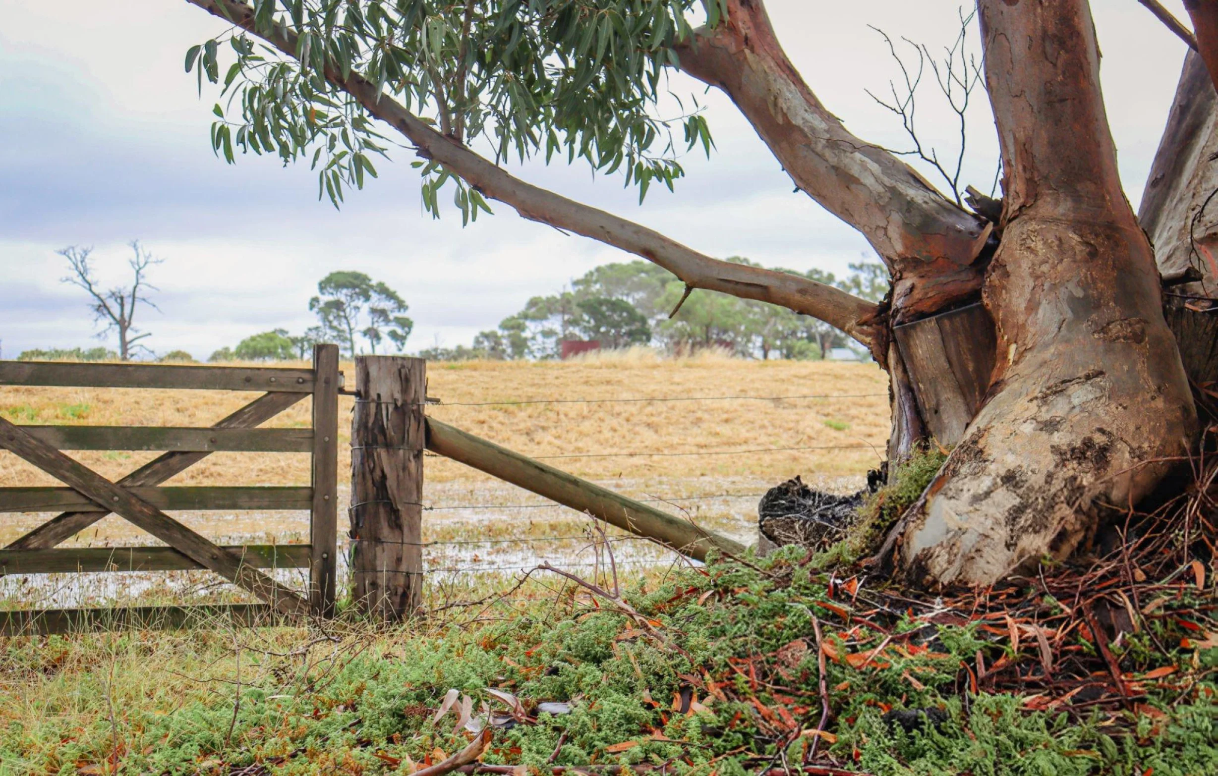 Ranch Style Fencing